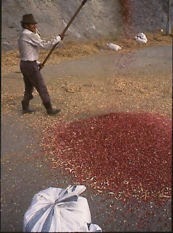 THE WIND BLOWS AWAY LIGHTER MATERIAL